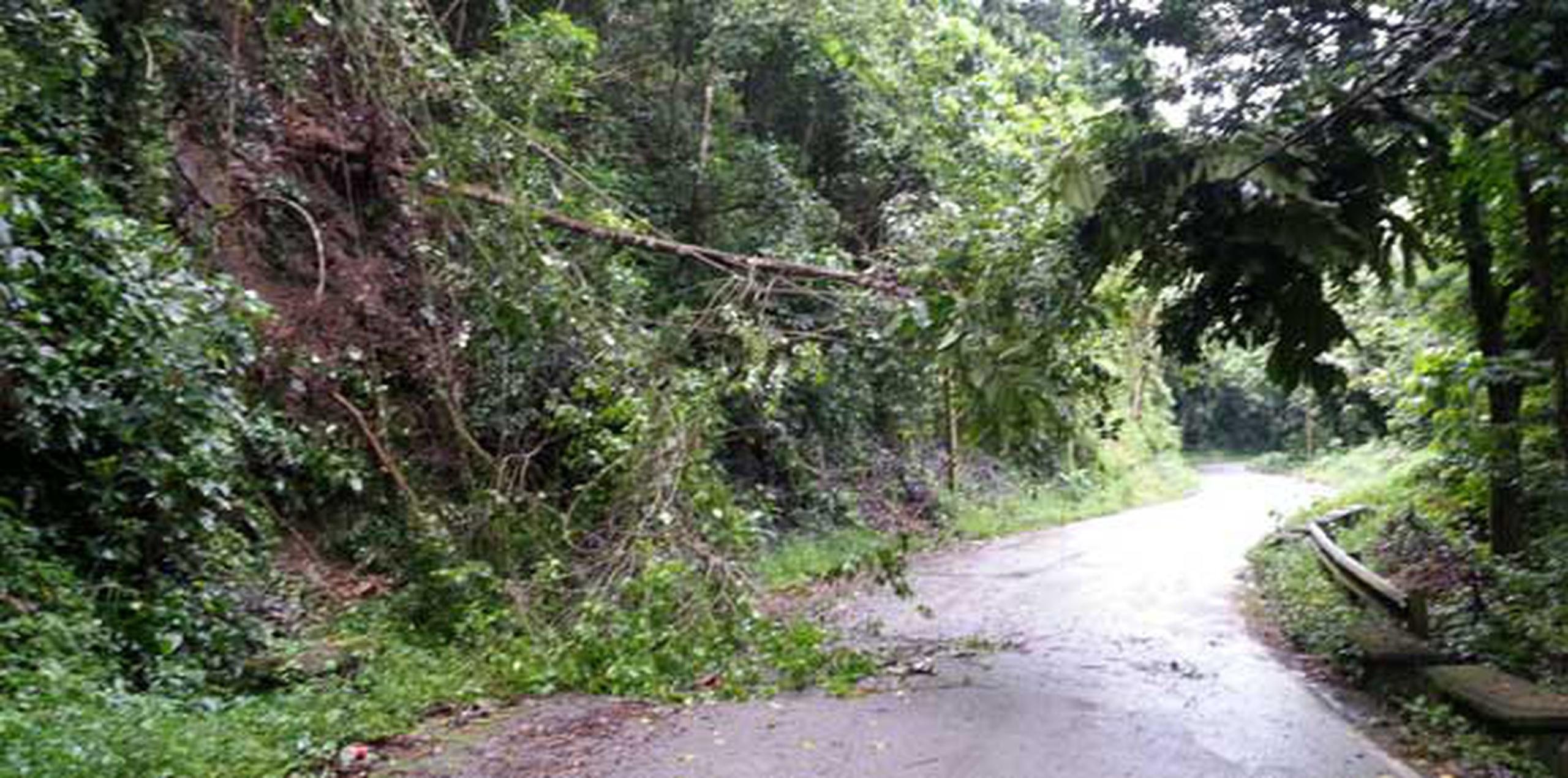 En la carretera PR-123 del barrio Río Arriba en Arecibo, varias ramas de árboles se cayeron. (GFRMedia@Nelson Reyes)