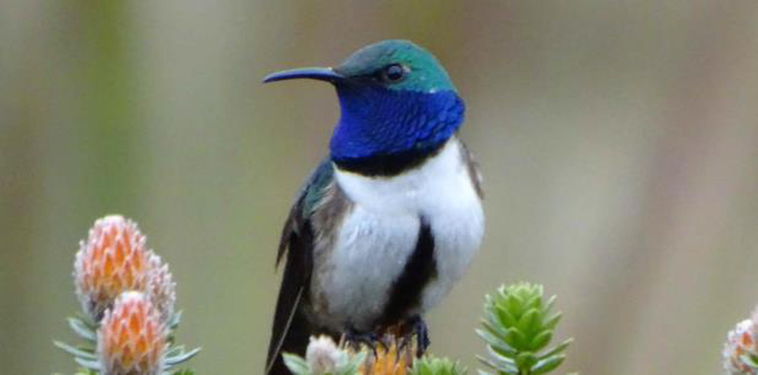 El llamado colibrí Oreotrochilus cyanolaemus, o "estrella de garganta azul", está en peligro de extinción porque su hábitat es extremadamente pequeño. (EFE)