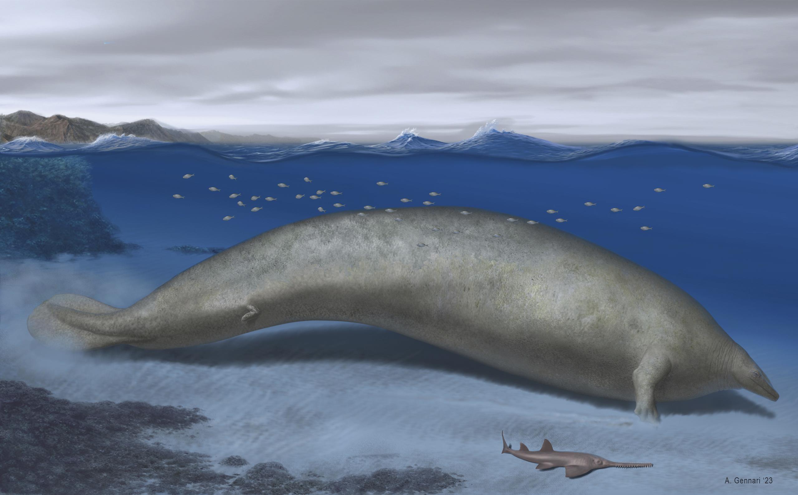 En esta ilustración artística de Alberto Gennari de 2023, se reconstruye al Perucetus colossus en su hábitat costero, con una longitud corporal estimadan de 20 metros.