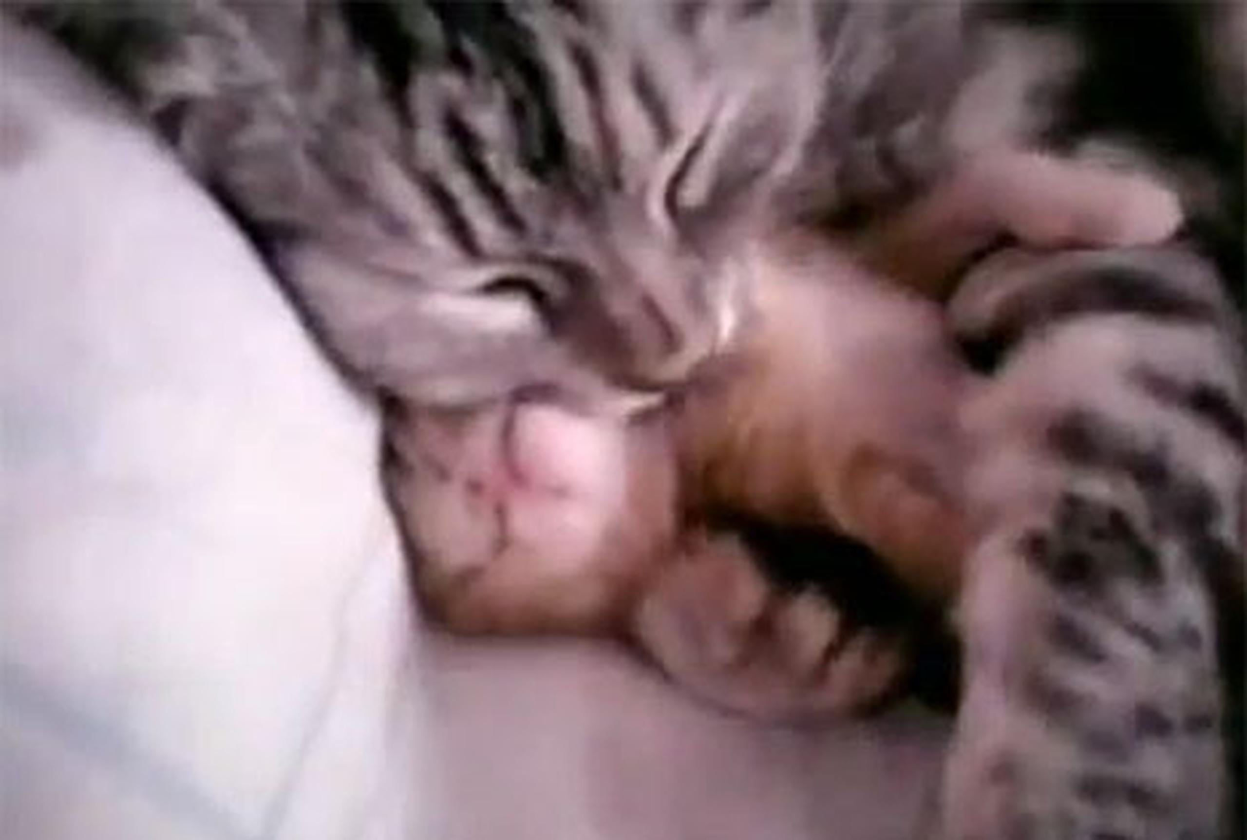 En el vídeo la gata, con mucha ternura, lo abraza y lo pega más hacia ella, como dejándole saber que está protegido.(YouTube)