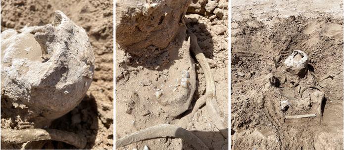Estas fotos del sábado 7 de mayo de 2022, proporcionadas por Lindsey Melvin de Henderson, Nevada, muestran restos humanos que ella y su hermana descubrieron en un banco de arena que emergió recientemente a medida que el lago Mead se seca.