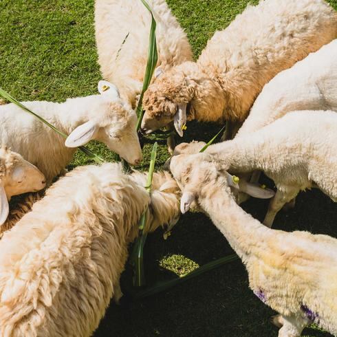 Mira cómo 500,000 ovejas se salvaron del matadero