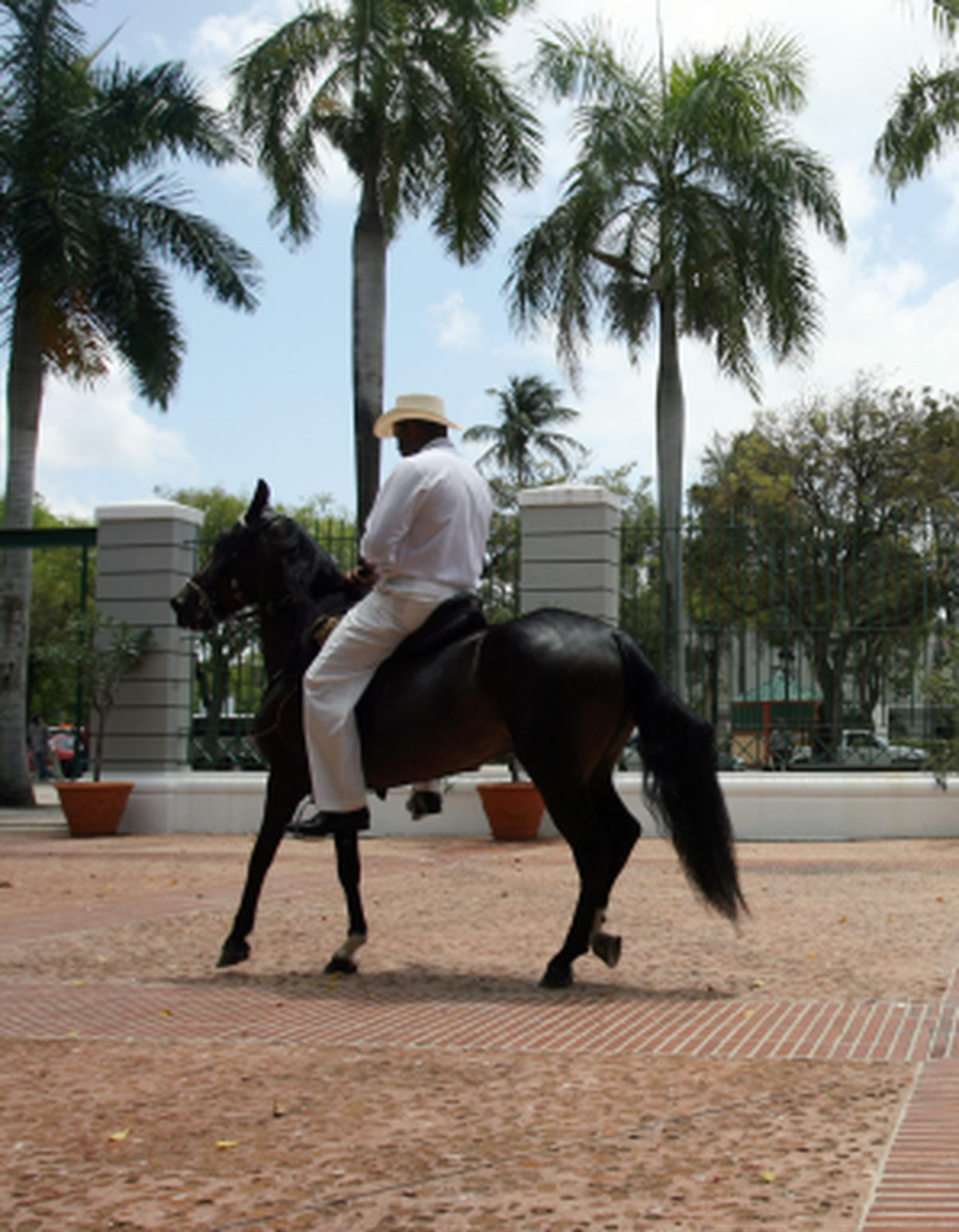 La cría de caballos de Paso Fino ha sido desarrollada en Puerto Rico con esmero y celo. (Archivo)