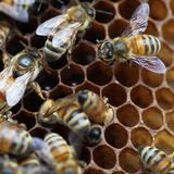 Muere septuagenario por picaduras de abejas en Bayamón 