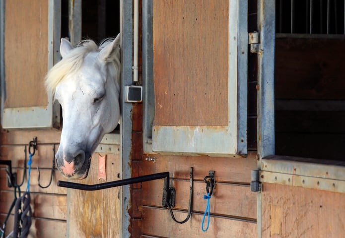 Misteriosas mutilaciones de caballos desconciertan a las autoridades en  Francia - Primera Hora