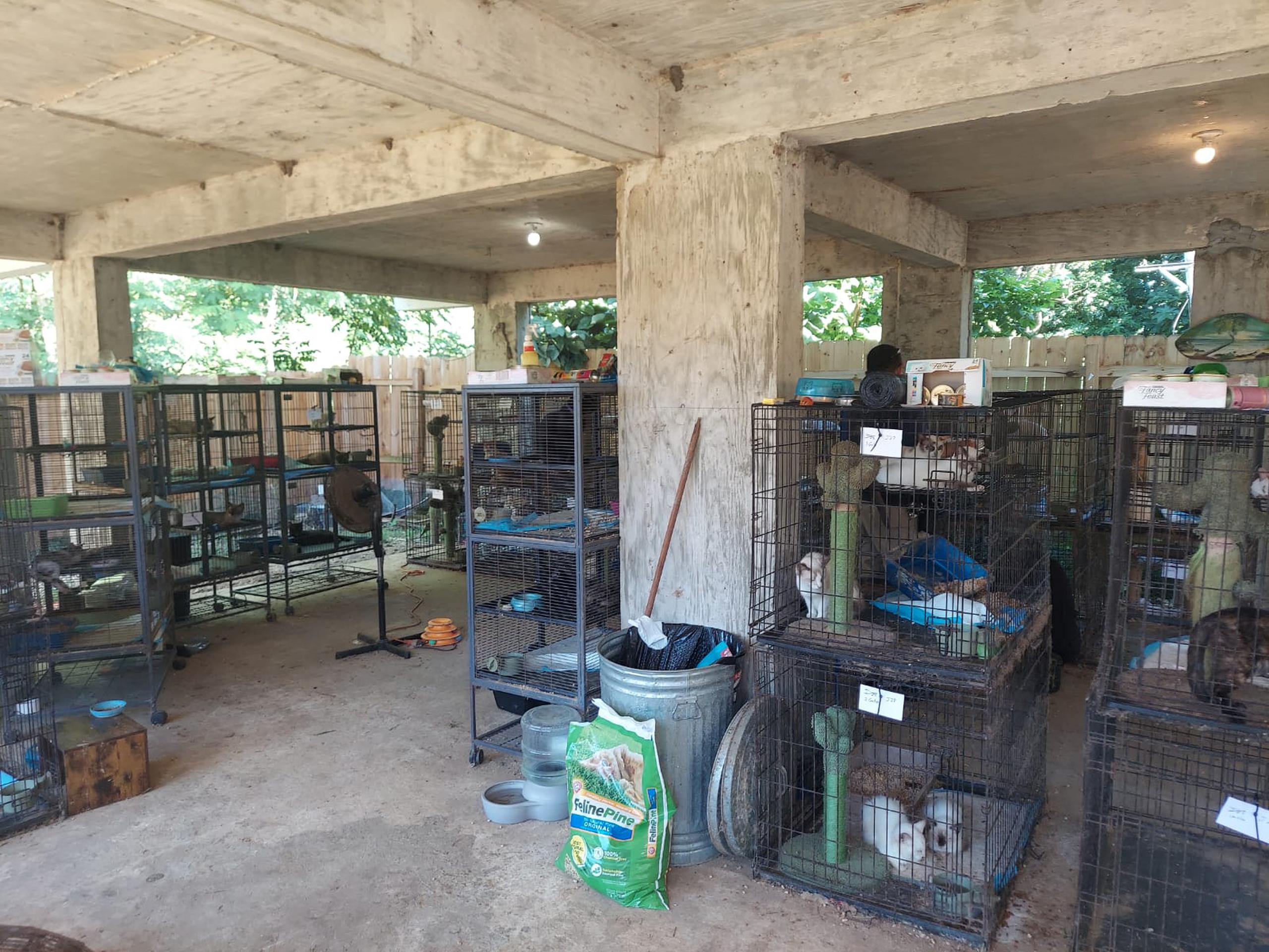 Un centenar de gatos fueron rescatados durante un allanamiento en una residencia localizada en el kilómetro 2.0 de la carretera PR-401 del barrio Playa, en Añasco.