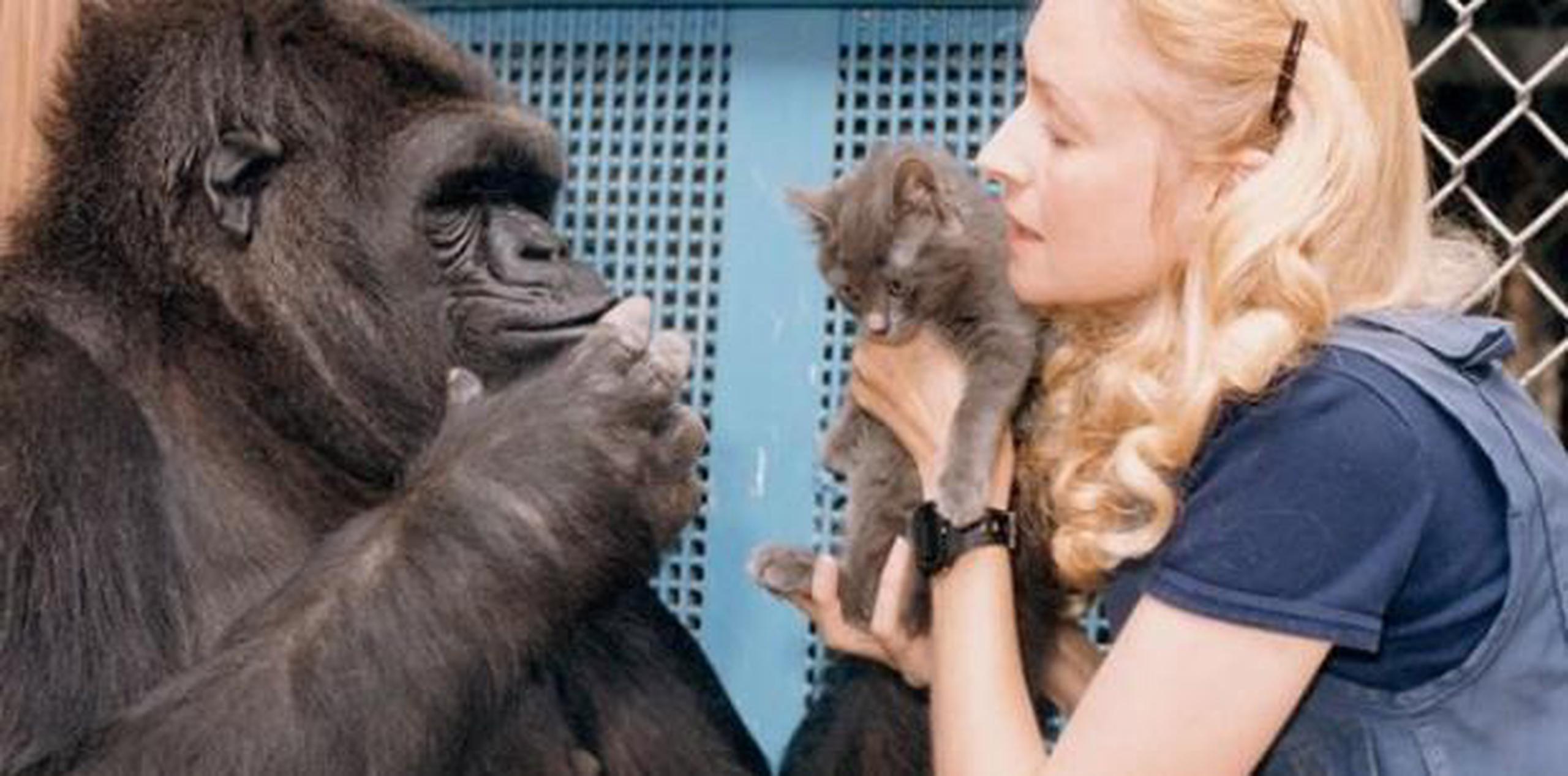 Koko nació en el Zoológico de San Francisco, y la doctora Francine Patterson comenzó a enseñarle el lenguaje de señas, convirtiéndose en parte de un proyecto de la Universidad de Stanford en 1974. (Archivo)