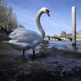 París rescata el Río Sena para brillar ante el mundo en las Olimpiadas del 2024