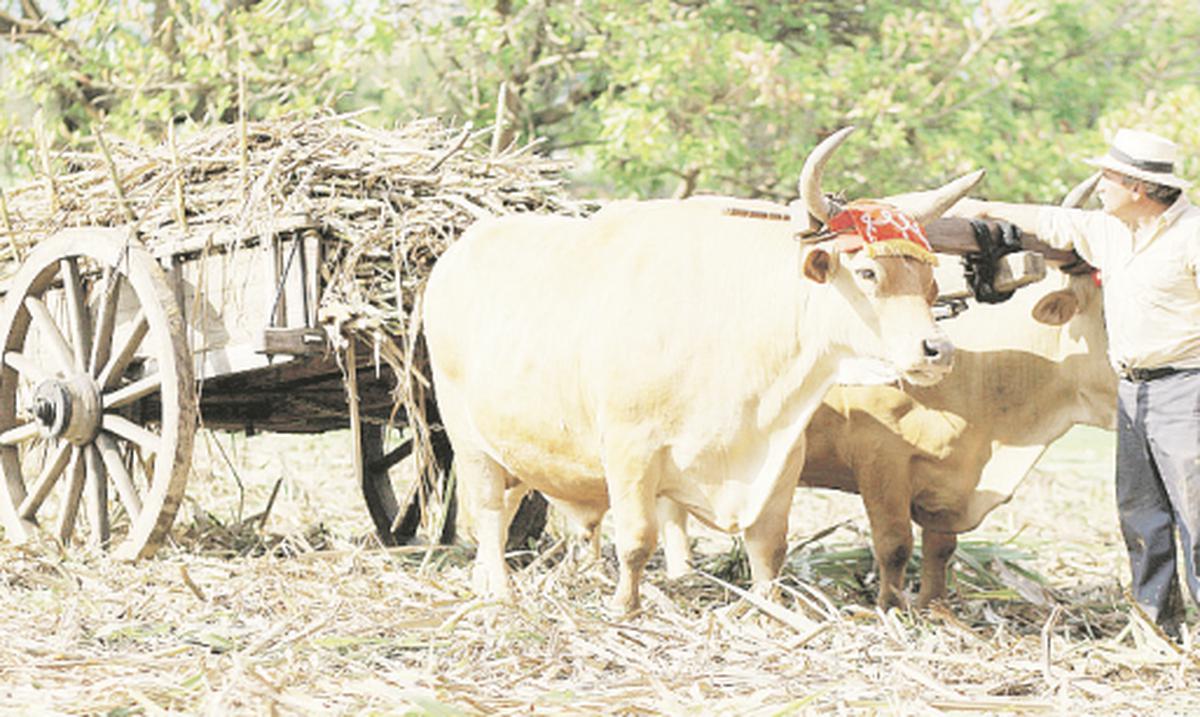Hatillo celebra Festival de la Caña de Azúcar Primera Hora