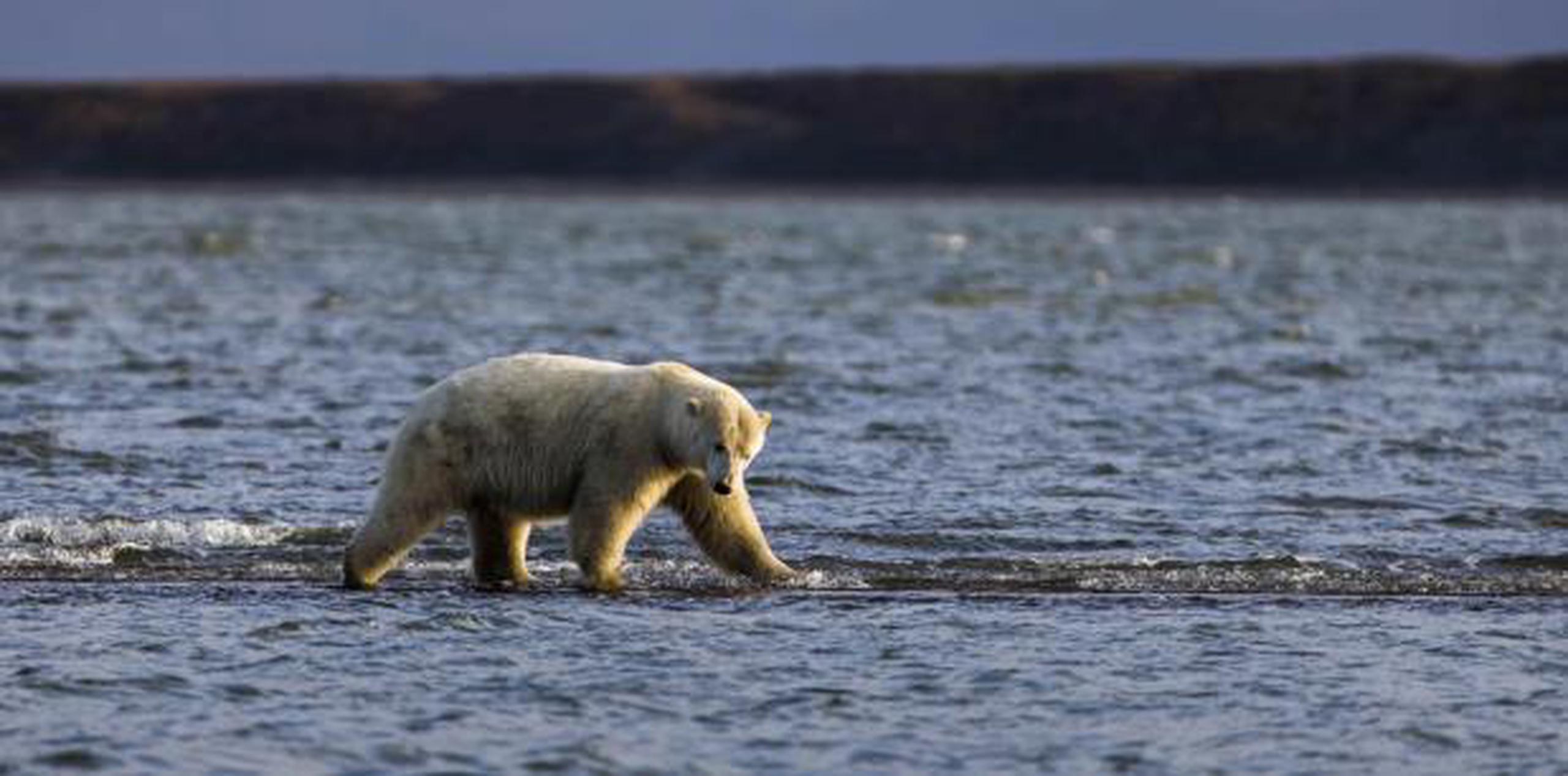 Varias especies como el oso polar están en serio peligro de extinción. Conmueve el alma ver a este hermoso ejemplar moverse millas en busca de alimento.  (EFE/Jim Lo Scalzo)
