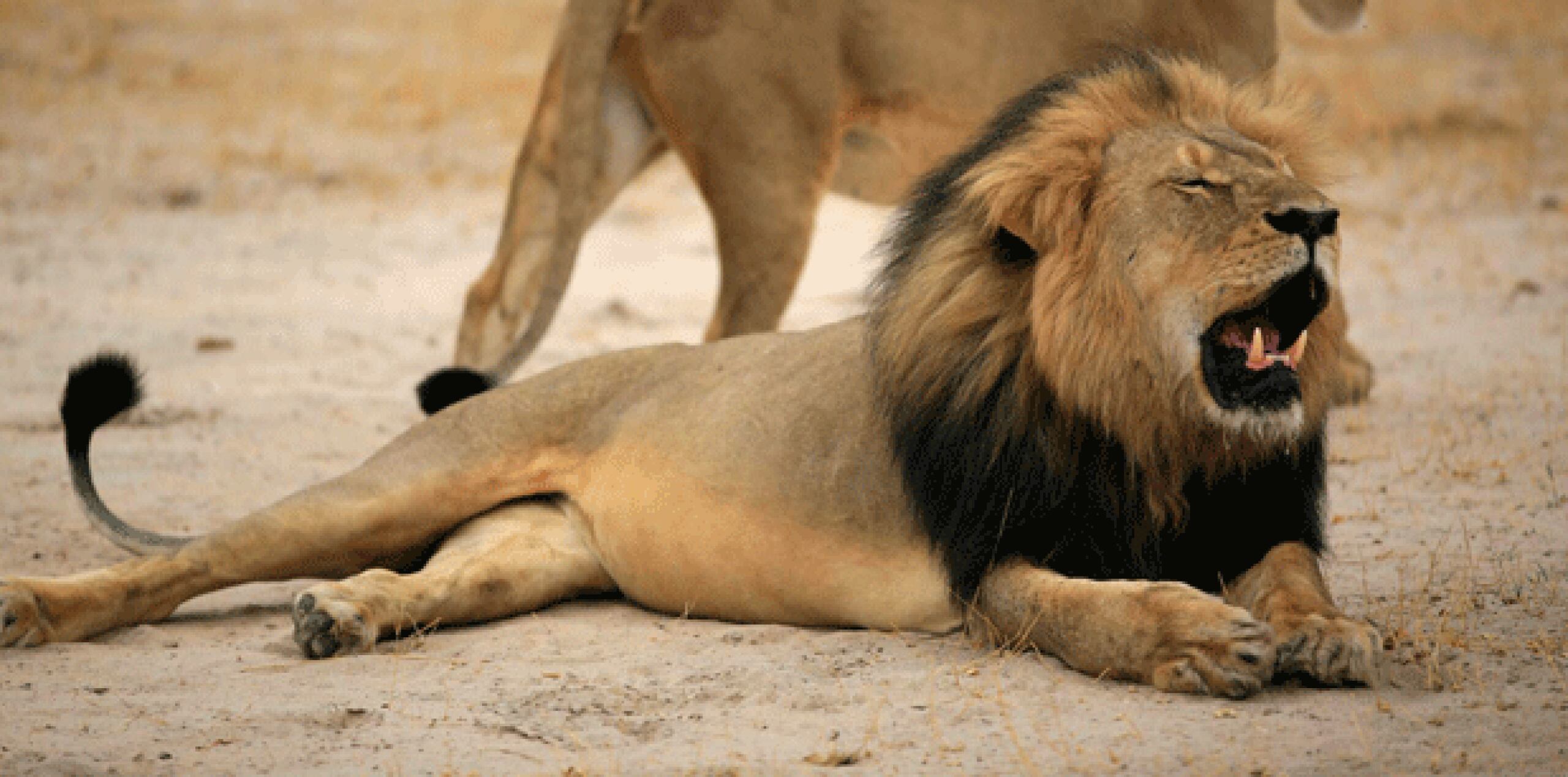 "Creo que esto fue la gota que colmó el vaso", dijo Stapelkamp a The Associated Press vía telefónica desde la reserva de Hwange.  (Archivo)