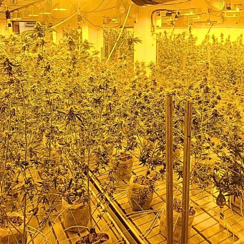 Lo que descubrió la Policía al entrar a laboratorio ilegal de marihuana
