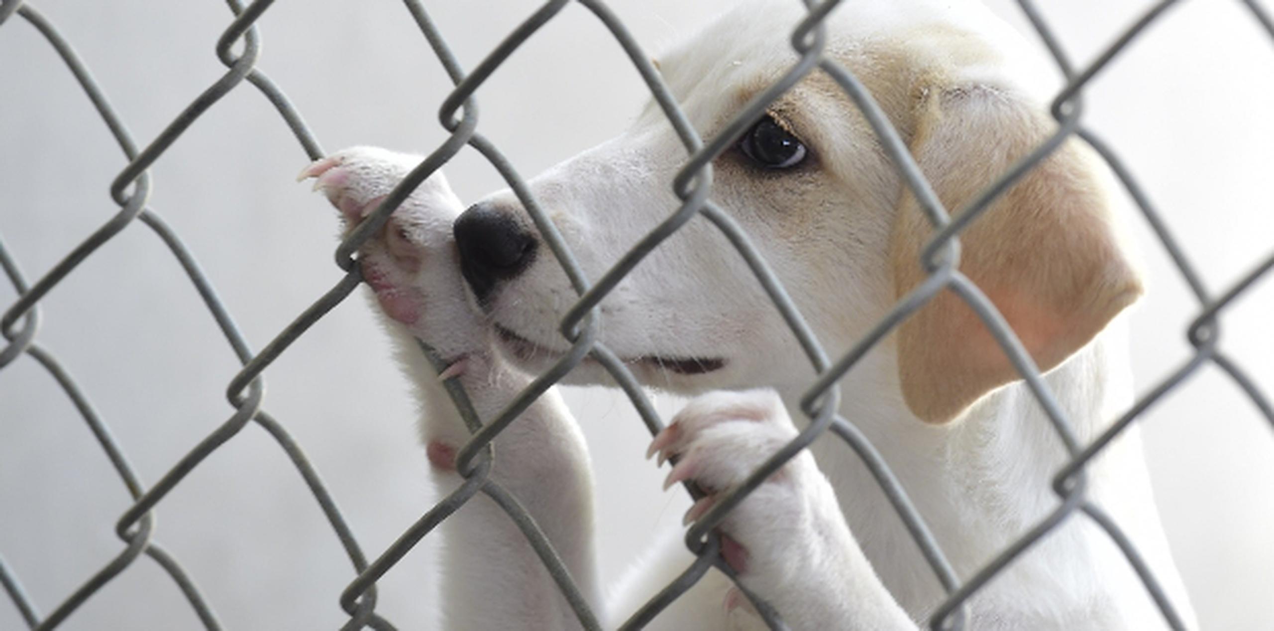 En el Centro de Control y Protección de Animales  de Ponce, cada semana reciben unas 200 mascotas y el 85 por ciento son entregadas por sus dueños. (tony.zayas@gfrmedia.com)