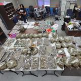 Policía ocupa 100 libras de marihuana en dos allanamientos en Dorado