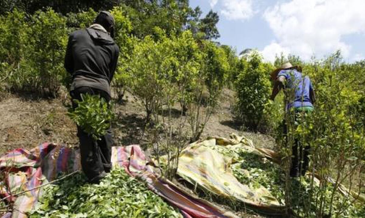 A niveles récord la producción de coca en Colombia Primera Hora
