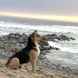 La emotiva historia de Vaguito: un perro que espera a su dueño frente al mar y tendrá su propia película