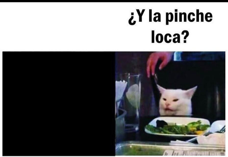 La Realidad Del Famoso Gato Del Meme Primera Hora
