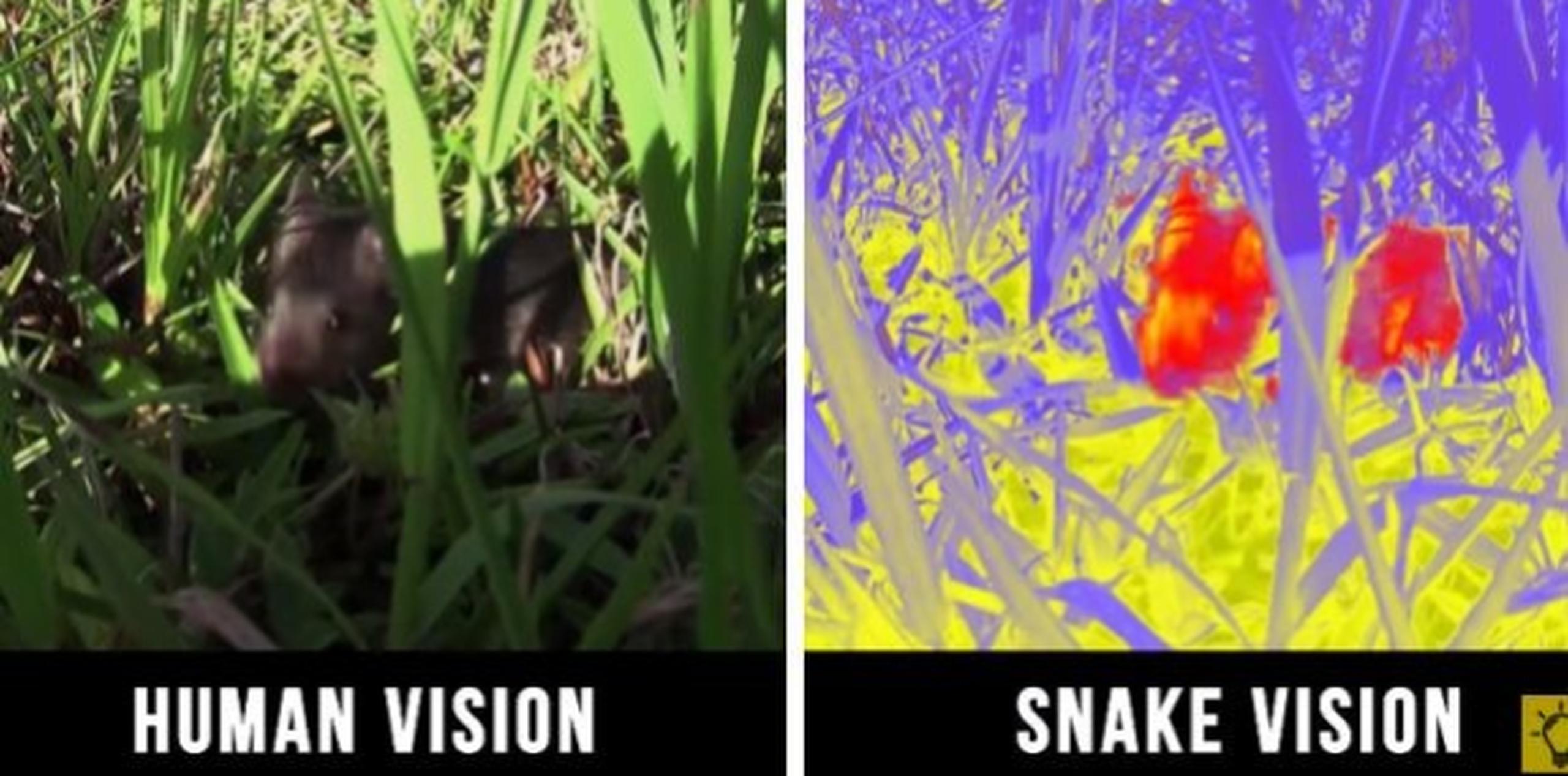 Las serpientes pueden ver las señales térmicas gracias a su visión infrarroja. (Foto: captura de YouTube)