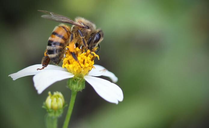 La escasez de flores en la región este de Puerto Rico ha entorpecido el acceso que las abejas tienen al néctar, lo que a su vez dificulta la polinización. (GFR Media)