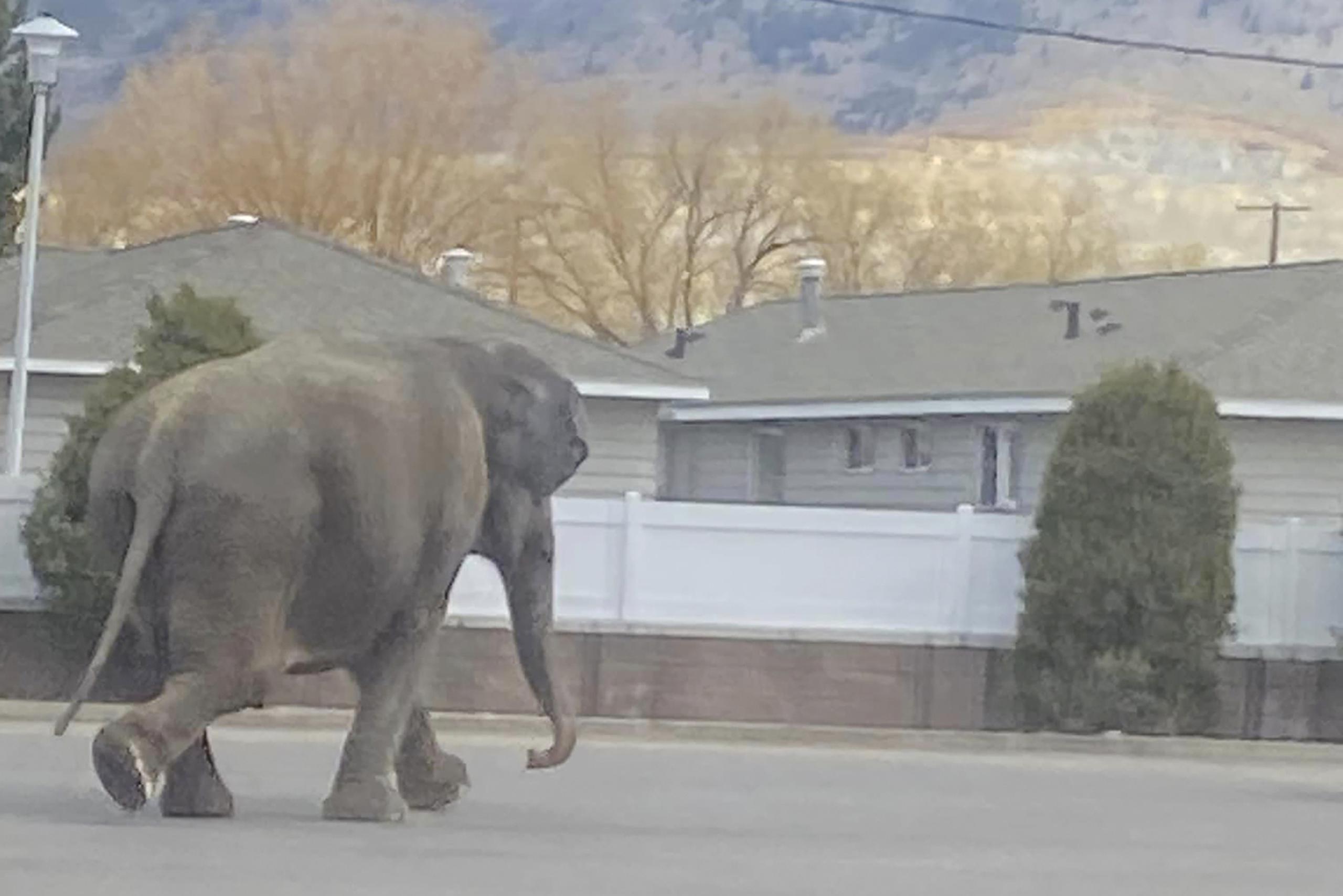 Pasaron apenas unos 10 minutos desde el momento que la elefanta escapó hasta que empleados del circo la recogieron en un remolque.