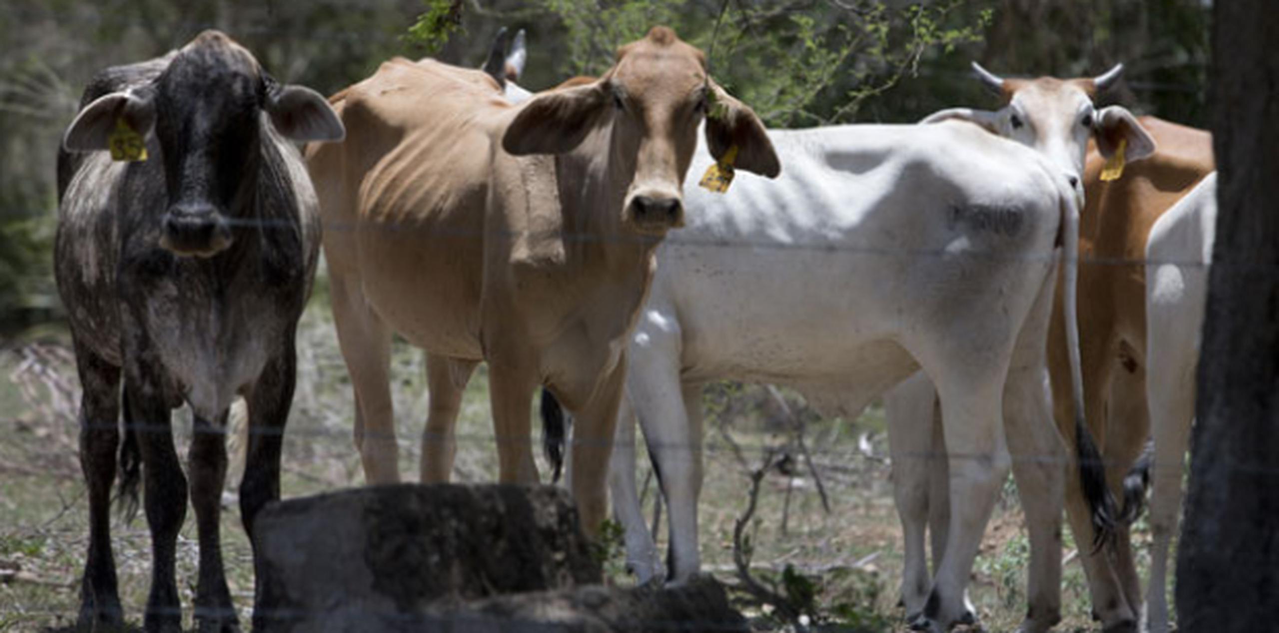 La falta de agua tiene desnutrido al ganado de varias fincas, al punto de que sus dueños las venden muy por debajo de su precio. (jorge.ramirez@gfrmedia.com)