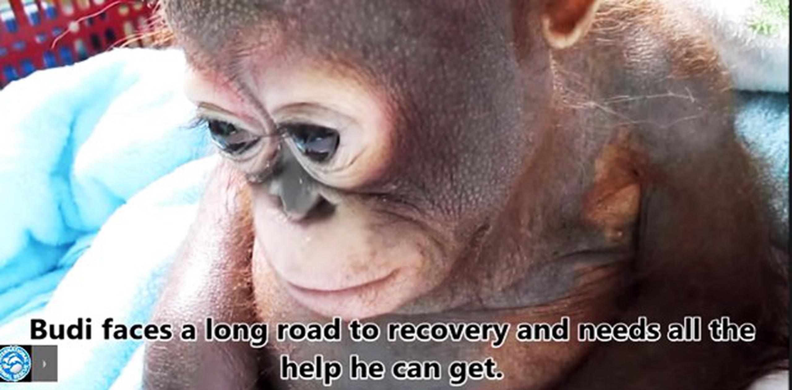 Los veterinarios que lo rescataron indicaron que el animalito tenía lágrimas en los ojos al momento de ser rescatado y gritaba agónicamente.  (YouTube)