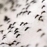 Médicos alertan de “un gran brote de dengue” en República Dominicana