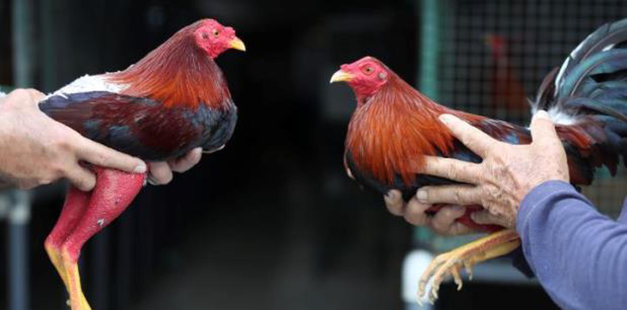 La prohibición de las peleas de gallo surge del Agricultura Improvement Act of 2018. (Archivo)