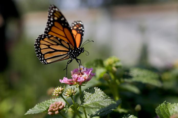 Mariposa monarca fotografiada en Vista, California, en agosto de 2015.