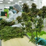 Colombia autoriza la exportación de la flor seca de cannabis con fines medicinales 