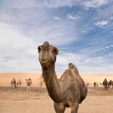 Camellos son descalificados de concurso de belleza tras detectarse que tenían bótox