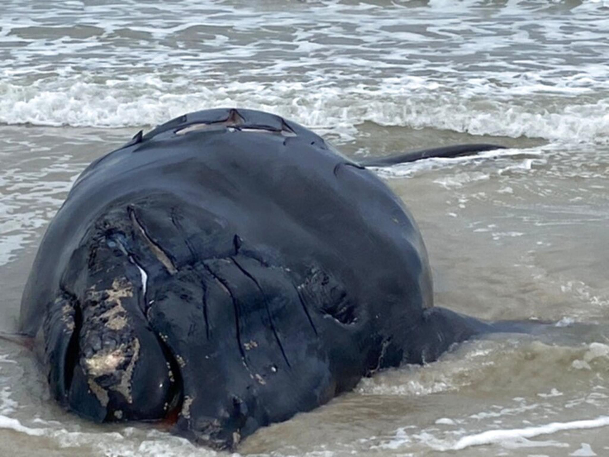 El cadáver de una cría de ballena franca en una costa cerca de St. Augustine (San Agustín), en Florida.