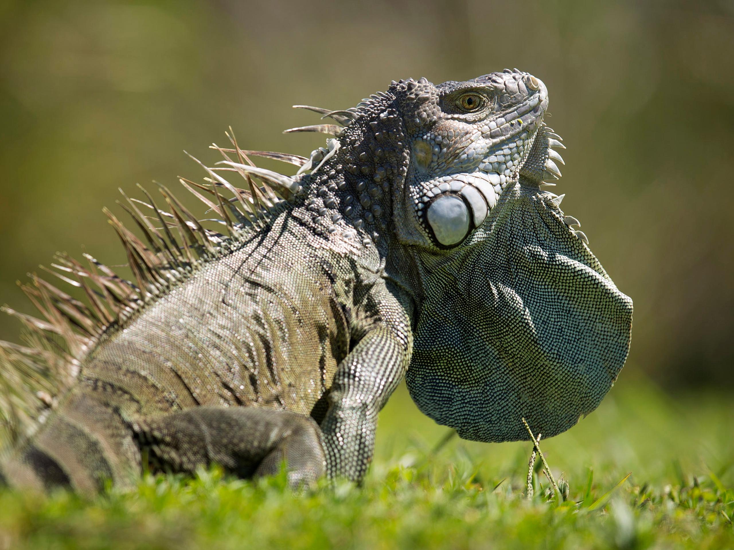Las iguanas verdes, naturales de Centroamérica y Suramérica, han encontrado el paraíso en el sur de Florida, donde han proliferado tanto que en 2019 la FWC dio al ciudadano común licencia para matarlas.
