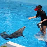 Delfín Winter del filme “Dolphin Tale” está en estado crítico en Florida 