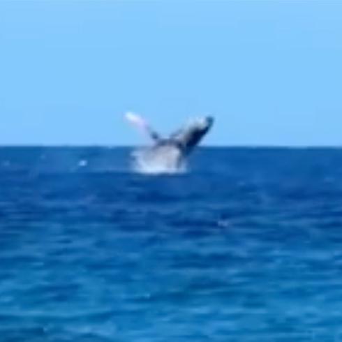 Captan en vídeo a ballenas jorobadas en Rincón