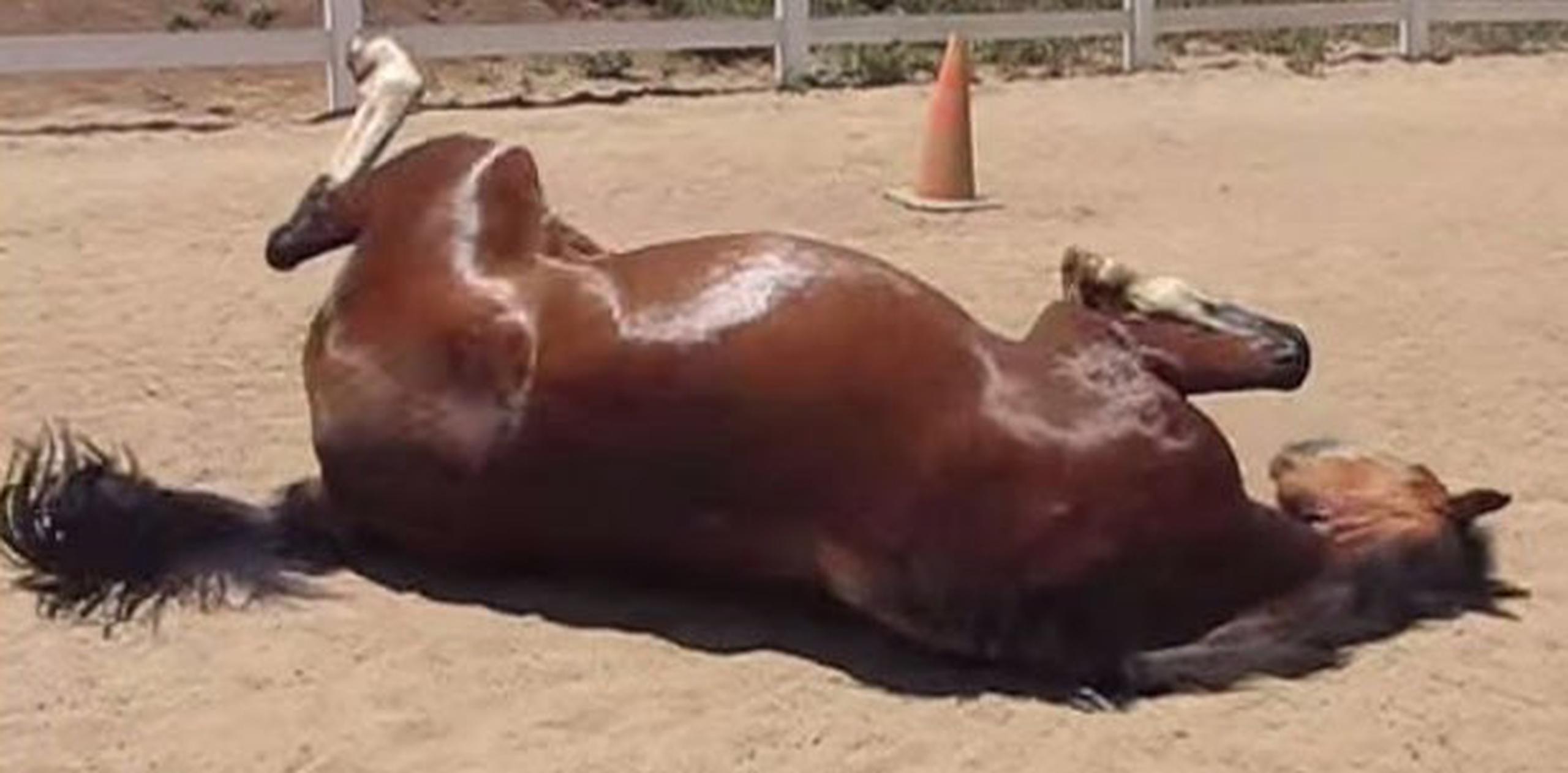 A muchos les ha hecho muchísima gracia un vídeo que se ha vuelto viral, y que compartimos recientemente, en el cual se ve a un caballo echarse al suelo para presionar su vientre contra la tierra y expeler gases por el recto. (YouTube)