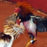 Pierluisi asegura que no se detendrán las peleas de gallo pese a prohibición federal