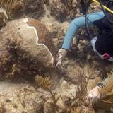 Buscan la forma de frenar la pérdida de tejido del coral duro en el archipiélago boricua