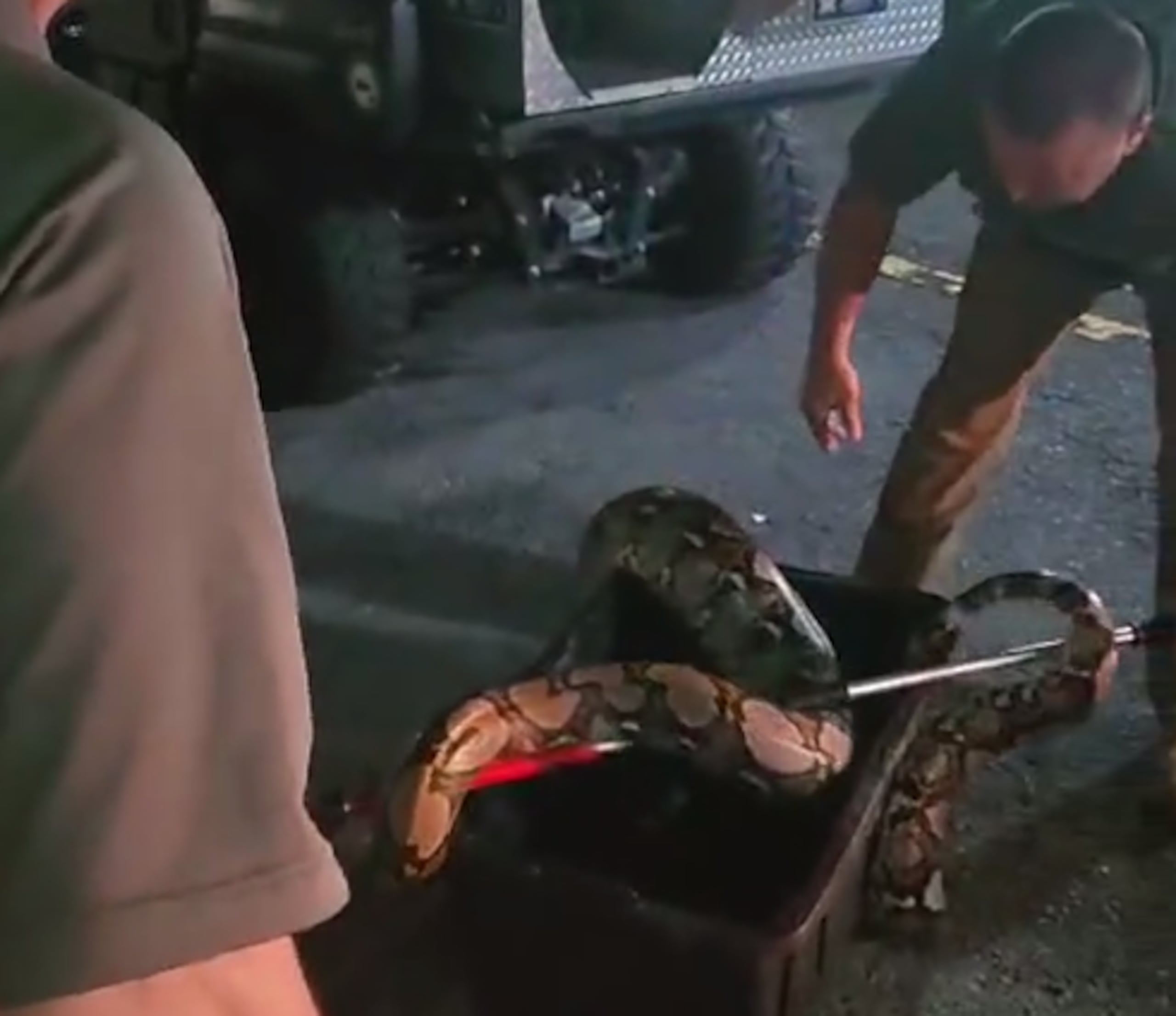 El alcalde indicó que han solicitado al DRNA que adiestre personal municipal en el proceso de captura y remoción de estas culebras.