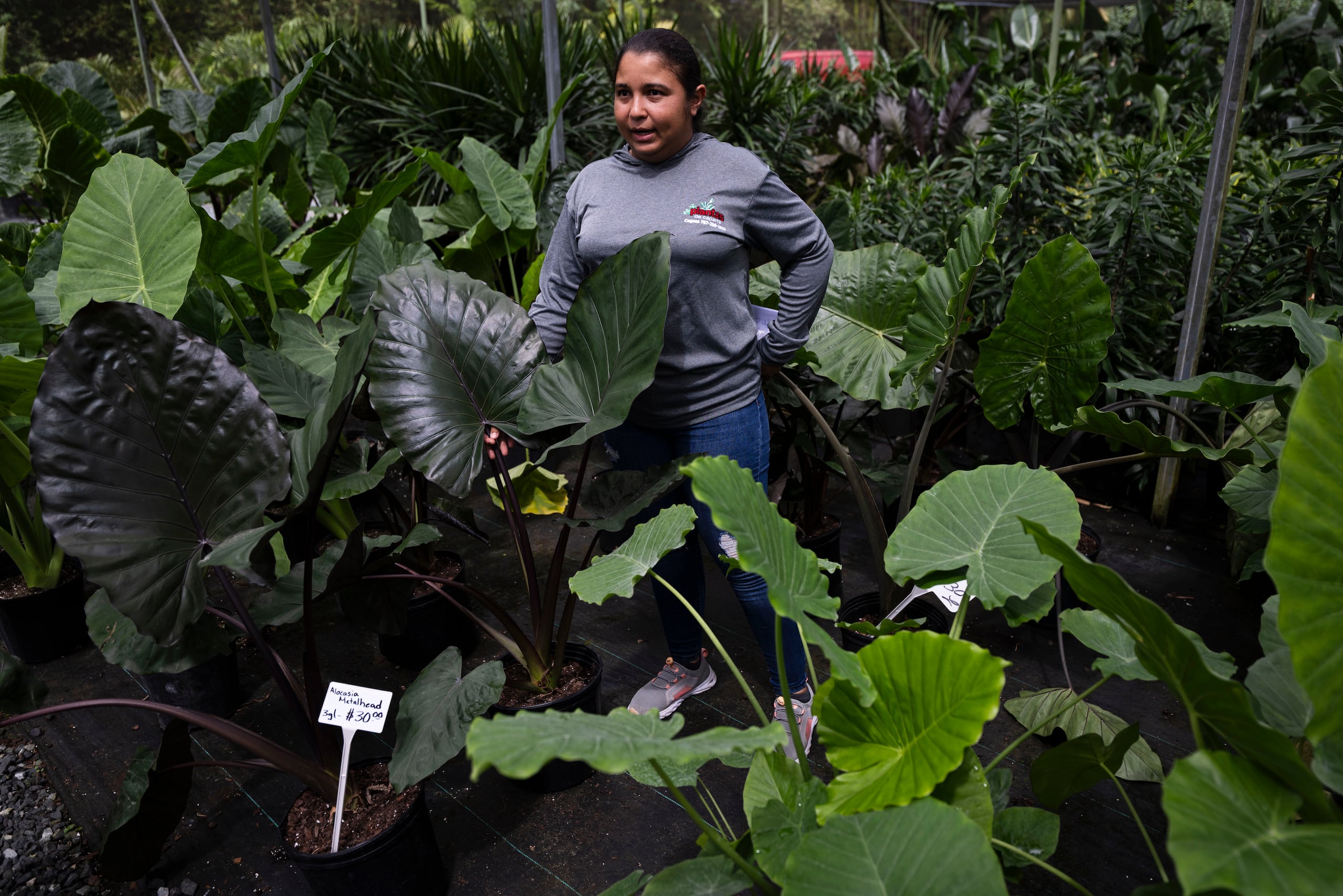 La agrónoma Jennifer Lebrón, de Plantas de Caparra en Caguas, explica que examinar las hojas es una buena estrategia para saber cuánta agua reciben las plantas.