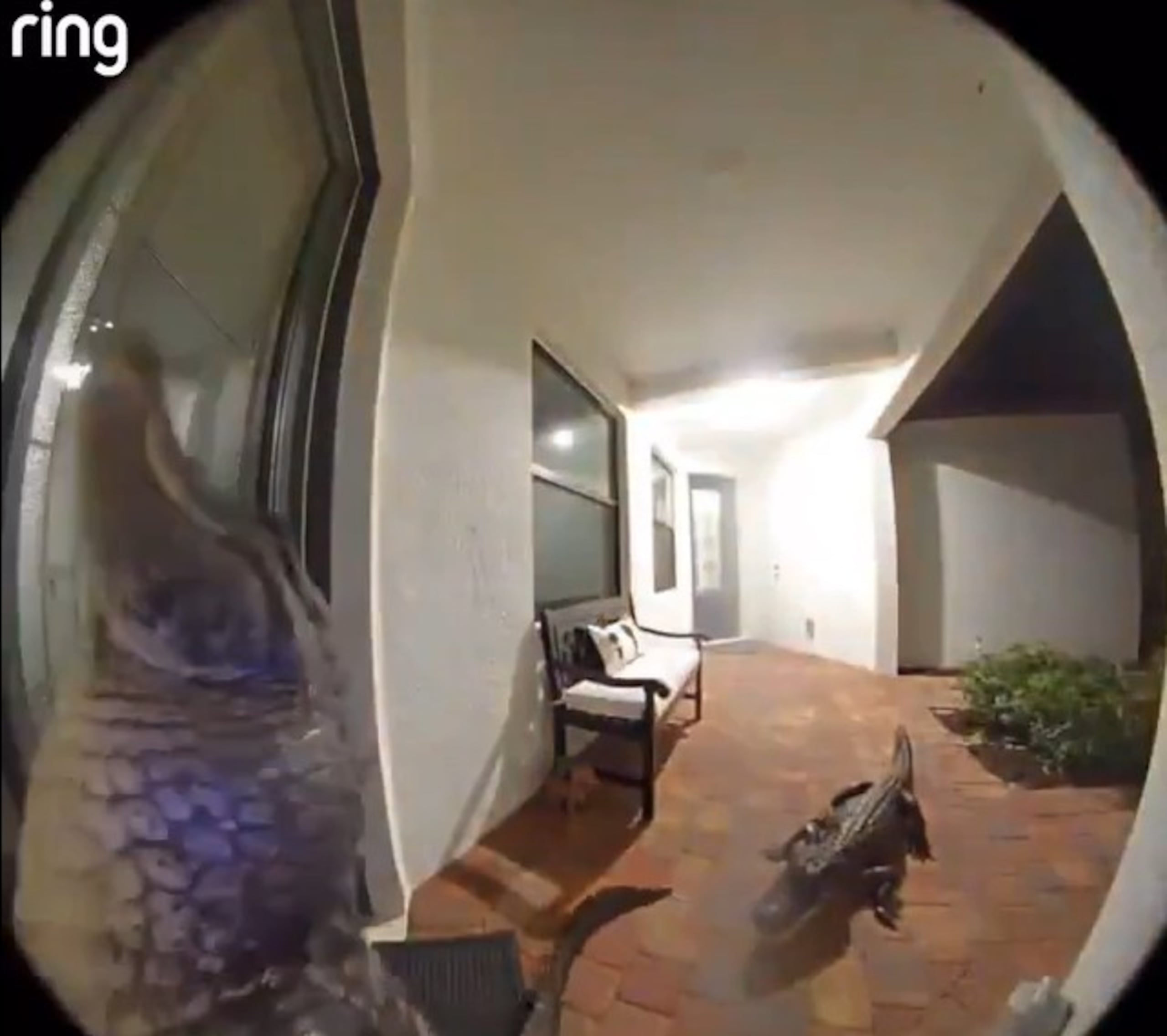 La reducción de sus habitats, el incremento en la población de caimanes en Florida, entre otros, ha vuelto más frecuente la intrusión de estos animales en las cercanías de los hogares en la Florida.