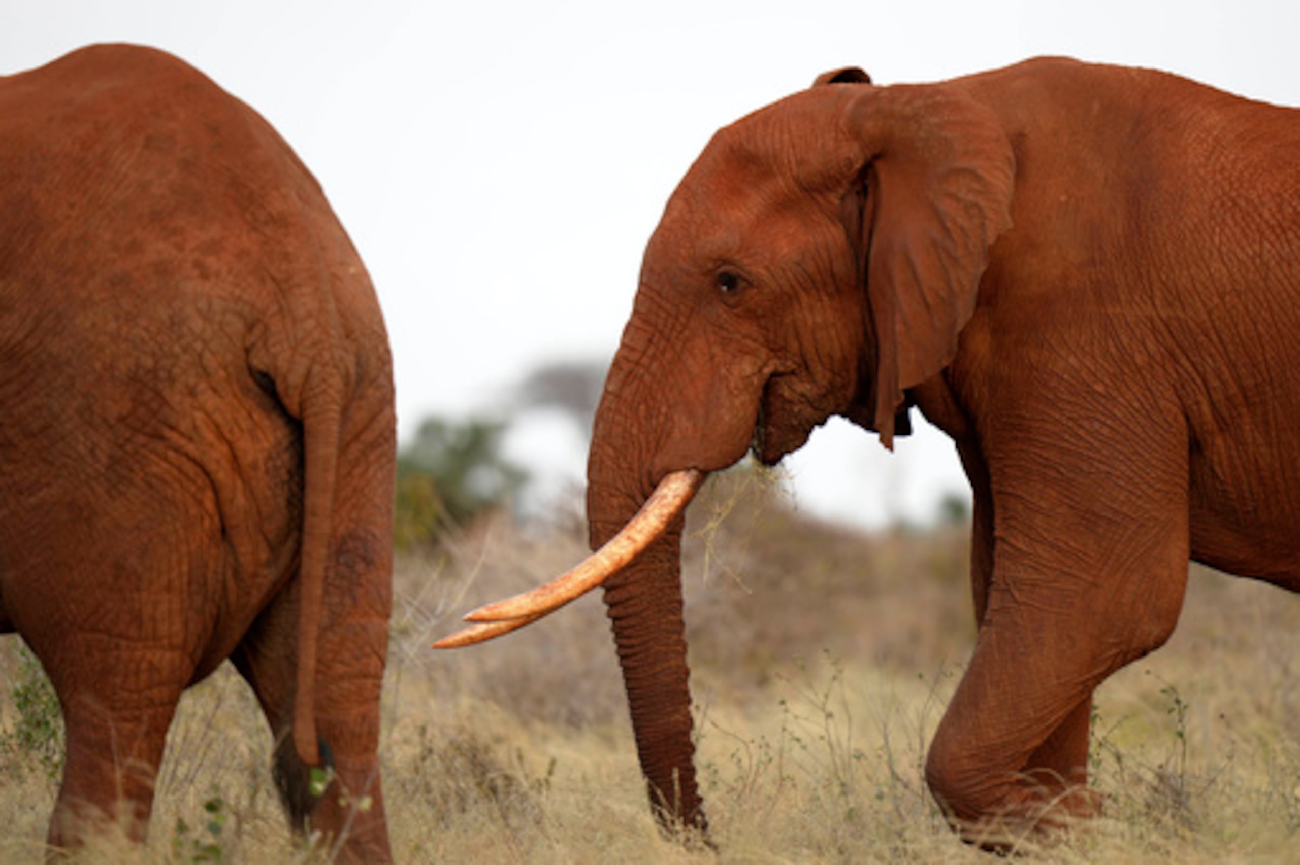 Elefantes pastan en el Parque Nacional Tsavo-Este, Kenia. Archivo.