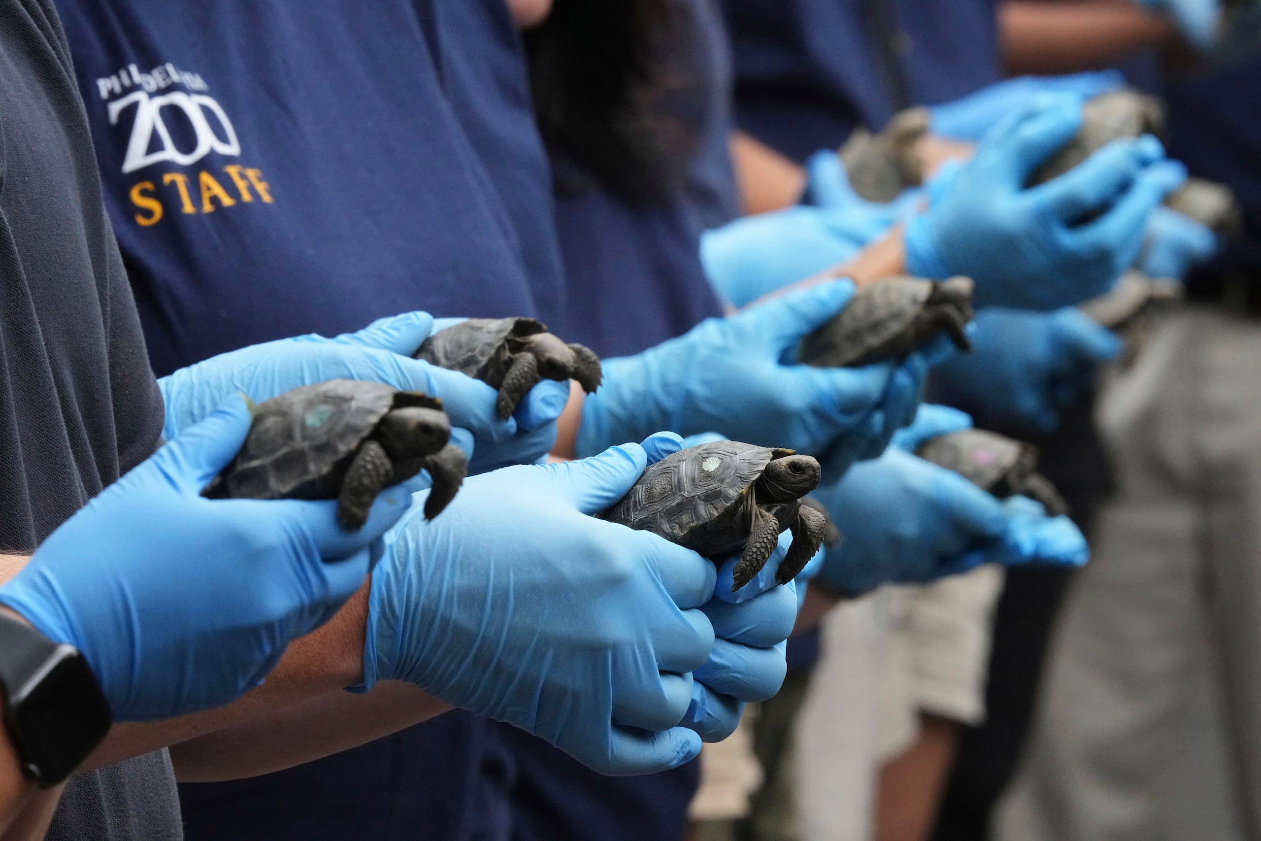 Miembros del personal posan para fotografías con 16 crías de tortuga occidental de Santa Cruz durante su presentación en el Zoológico de Filadelfia, el miércoles 20 de agosto de 2025. (AP Foto/Matt Rourke)