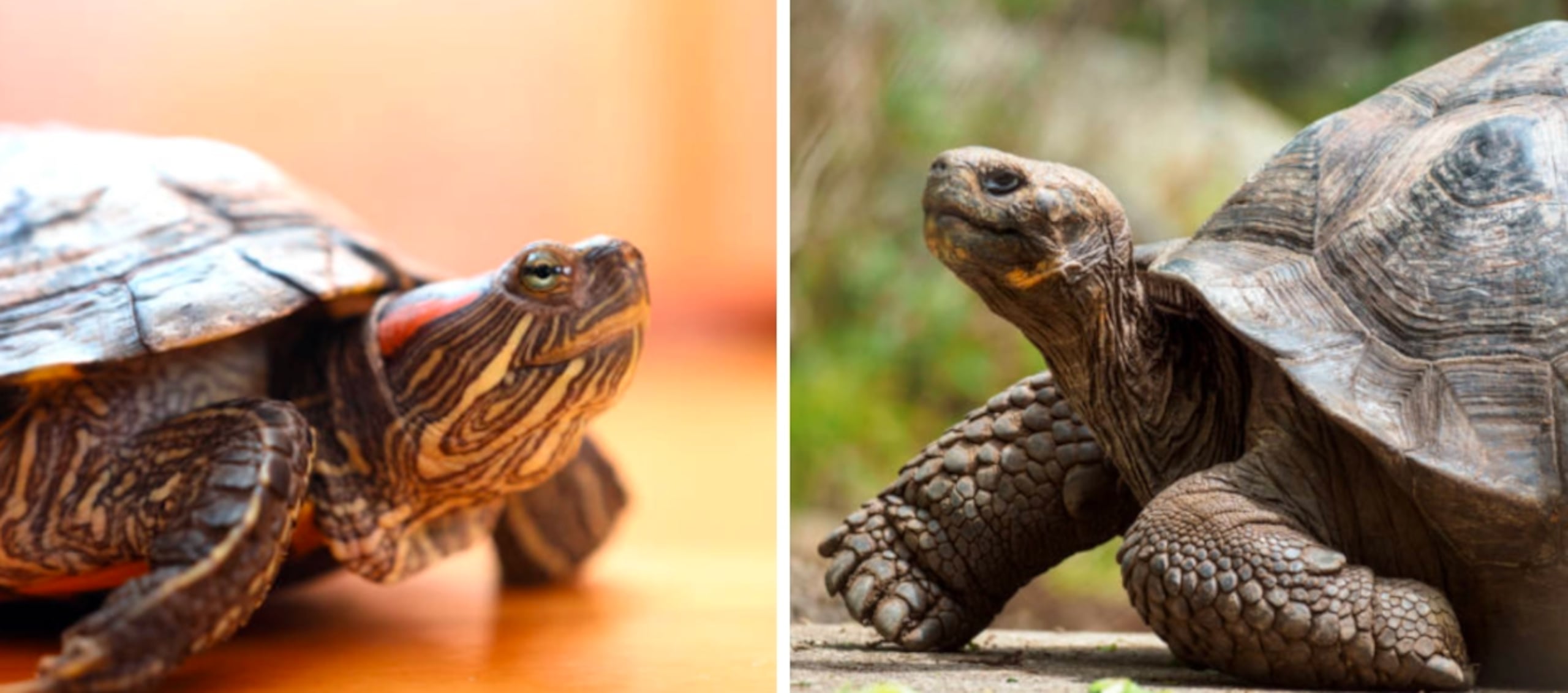 Las tortugas pueden ser un modelo prometedor para estudiar el envejecimiento saludable.