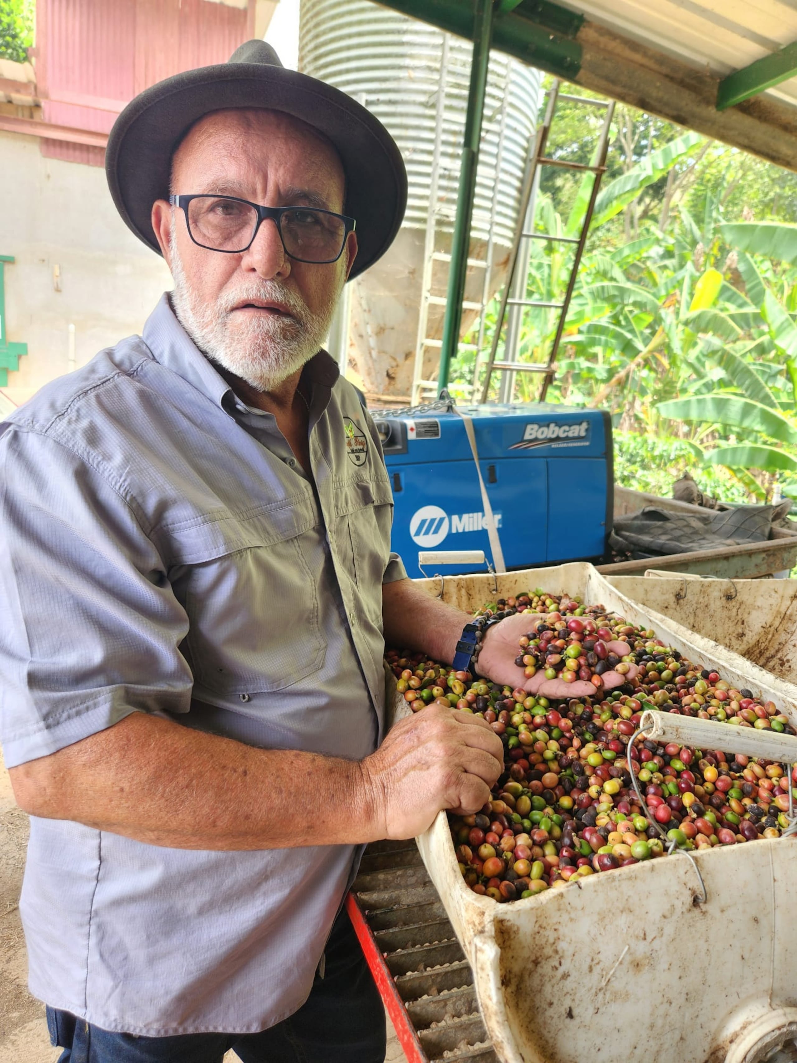 José Luis Roig Franceschini, agricultor propietario de la marca Café Roig, muestra el daño de la sequía a su finca en Guayanilla.