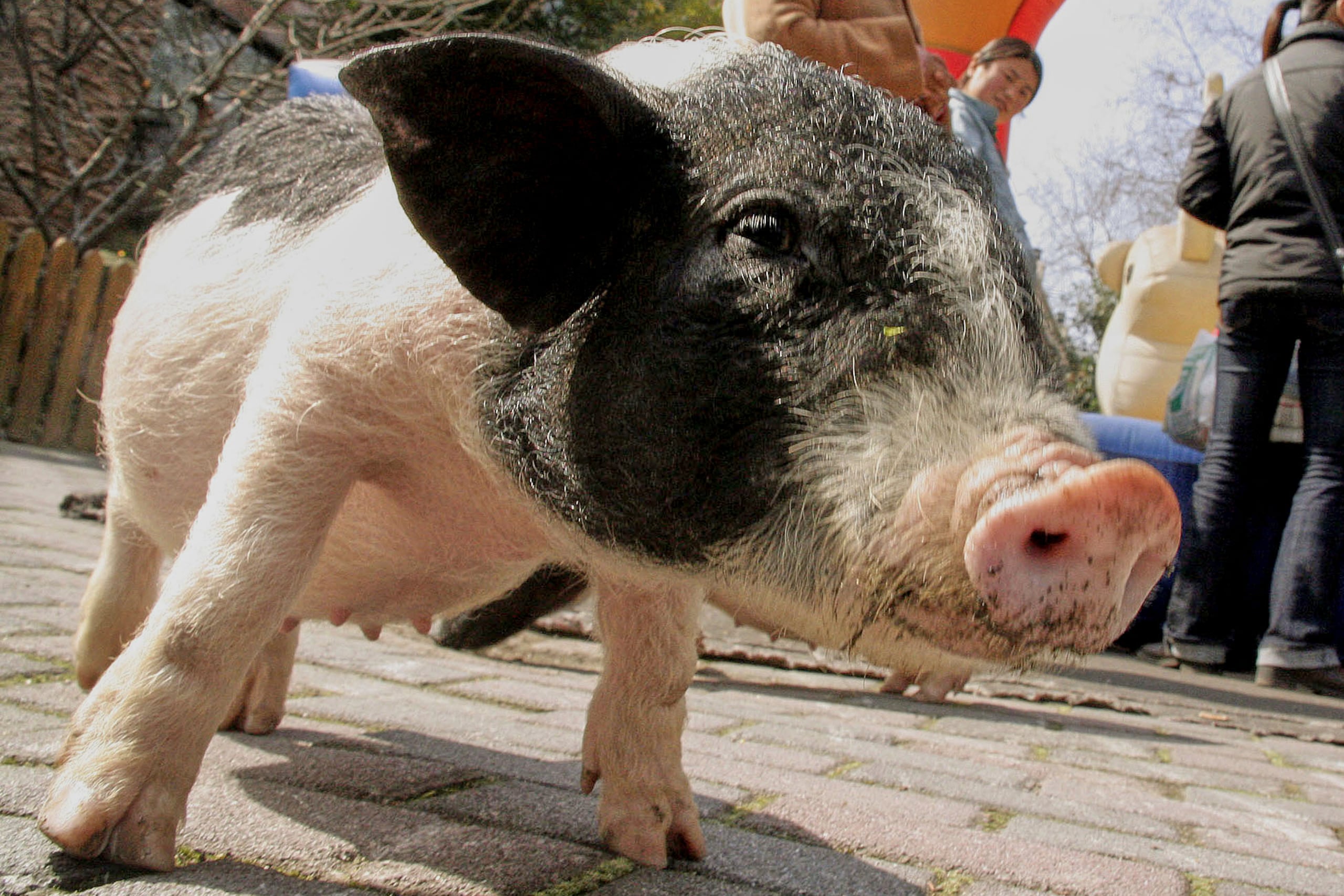 ARCHIVO - Un cerdo miniatura espera a los visitantes para alimentarlo en un zoológico en Shanghai, China, el jueves 15 de febrero de 2007. (AP Foto/Eugene Hoshiko, Archivo)