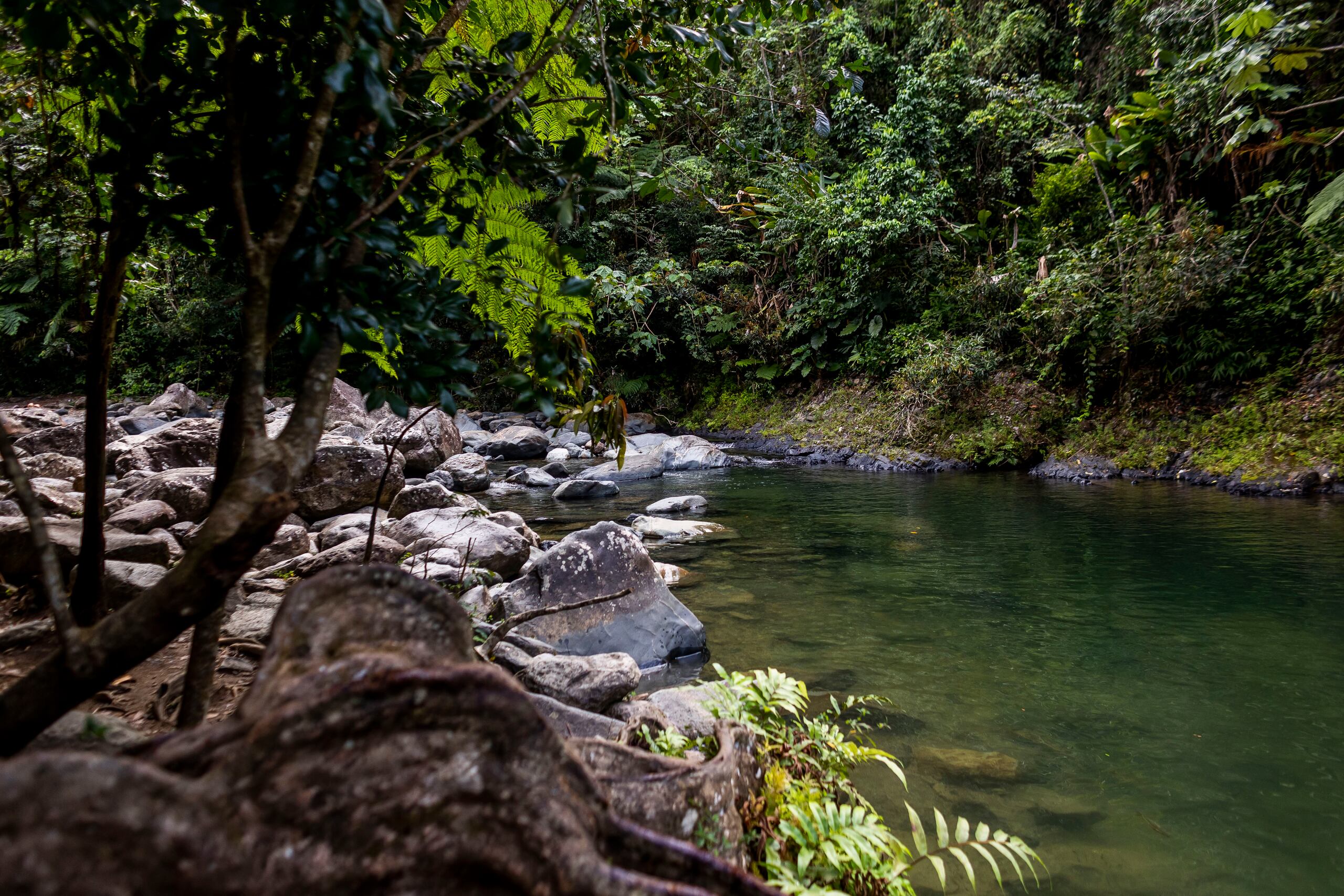 Personal de Emergencias Médicas Estatal le ofreció asistencia en el lugar, pero el cuerpo no mostró signos vitales.
El suceso ocurrió en el área de la Poza del Ángel, una popular atracción del bosque de El Yunque.
Xavier Garcia / Fotoperiodista