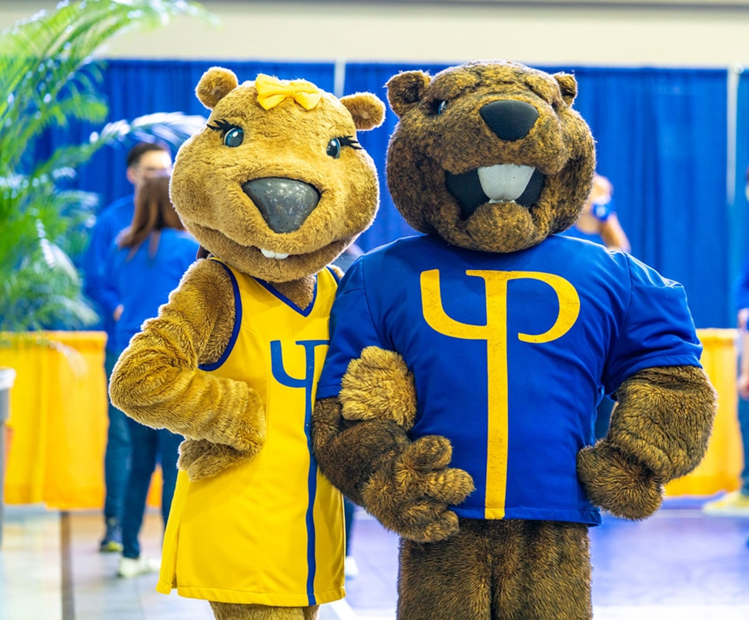 Los Castores son las mascotas oficiales de la universidad y representan el trabajo duro de sus estudiantes.