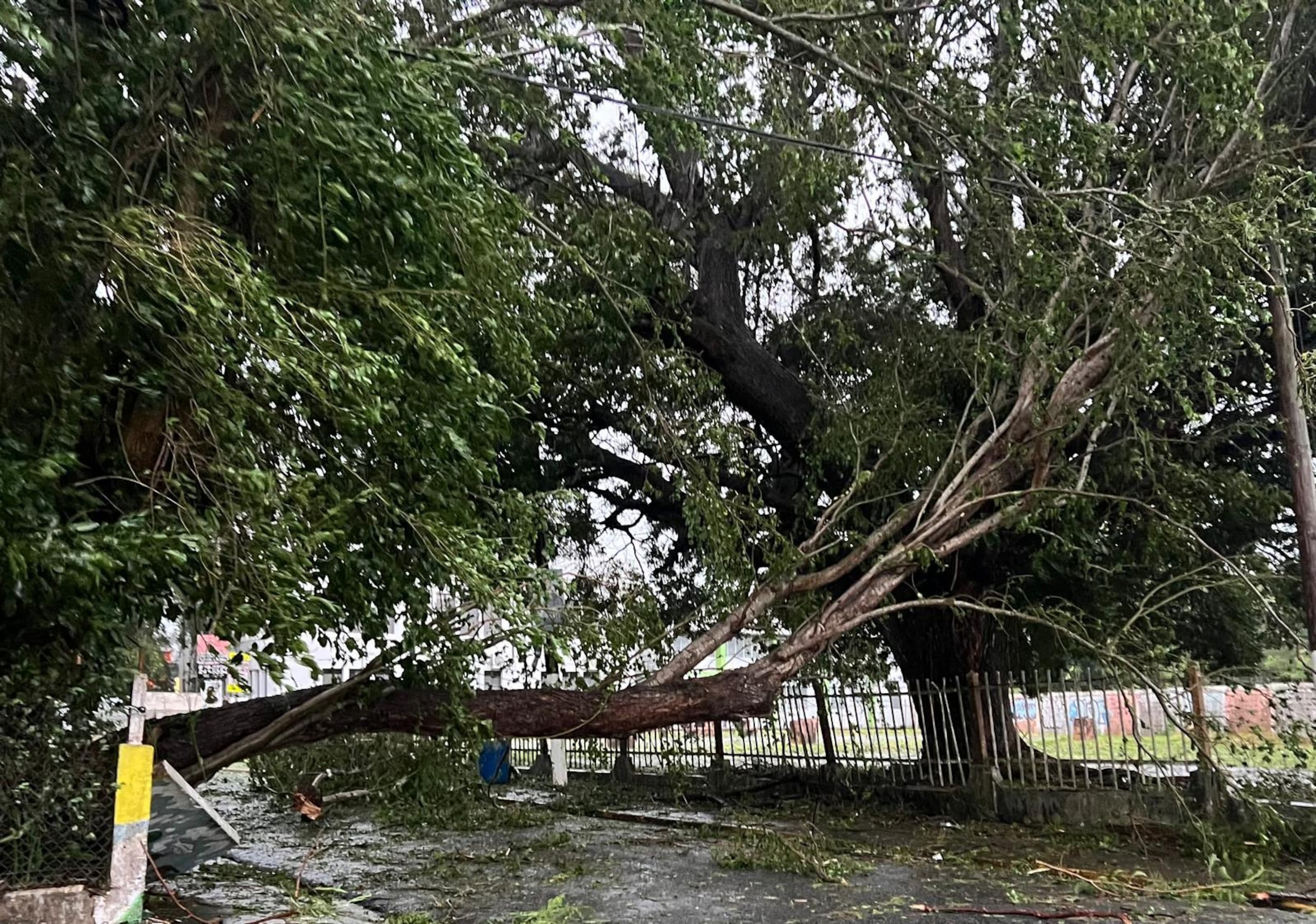 La alcaldesa de Naguabo reportó varios árboles caídos en diferentes puntos del pueblo costero.