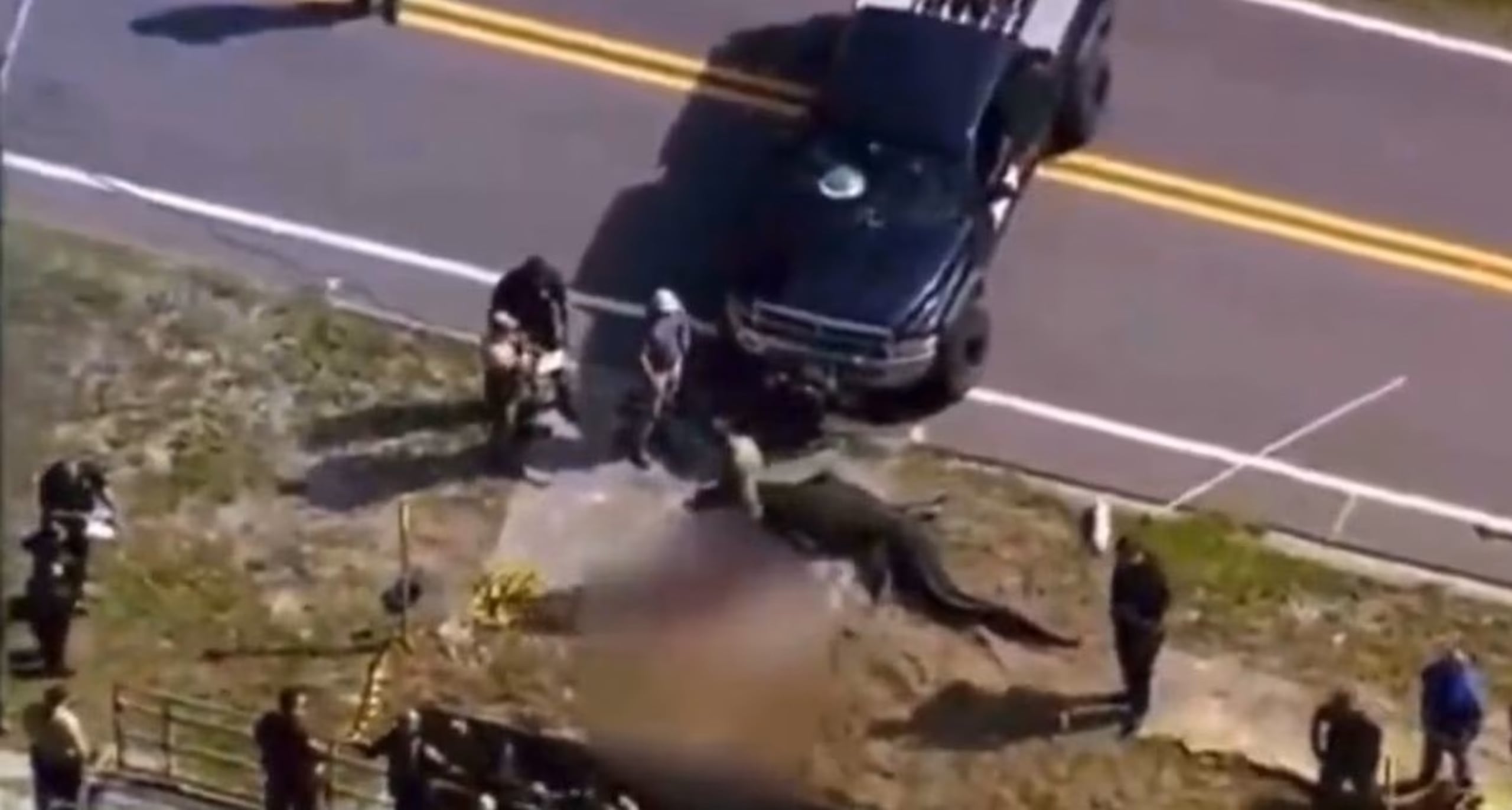 Imagen aérea muestra a las autoridades alrededor del enorme caimán en Largo, Florida.